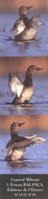  Canard Milouin : photo Erwan Balan�a - 2003 