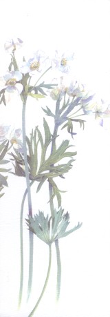  Aquarelle d'H�l�ne Saule-Sorb� 